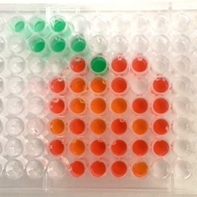 GVSU hosts Molecular Minds Camp Spotlight